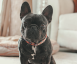 French Bulldog Puppies For Sale Pilesgrove Pups